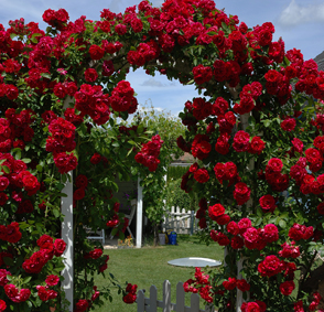 Climbing Roses