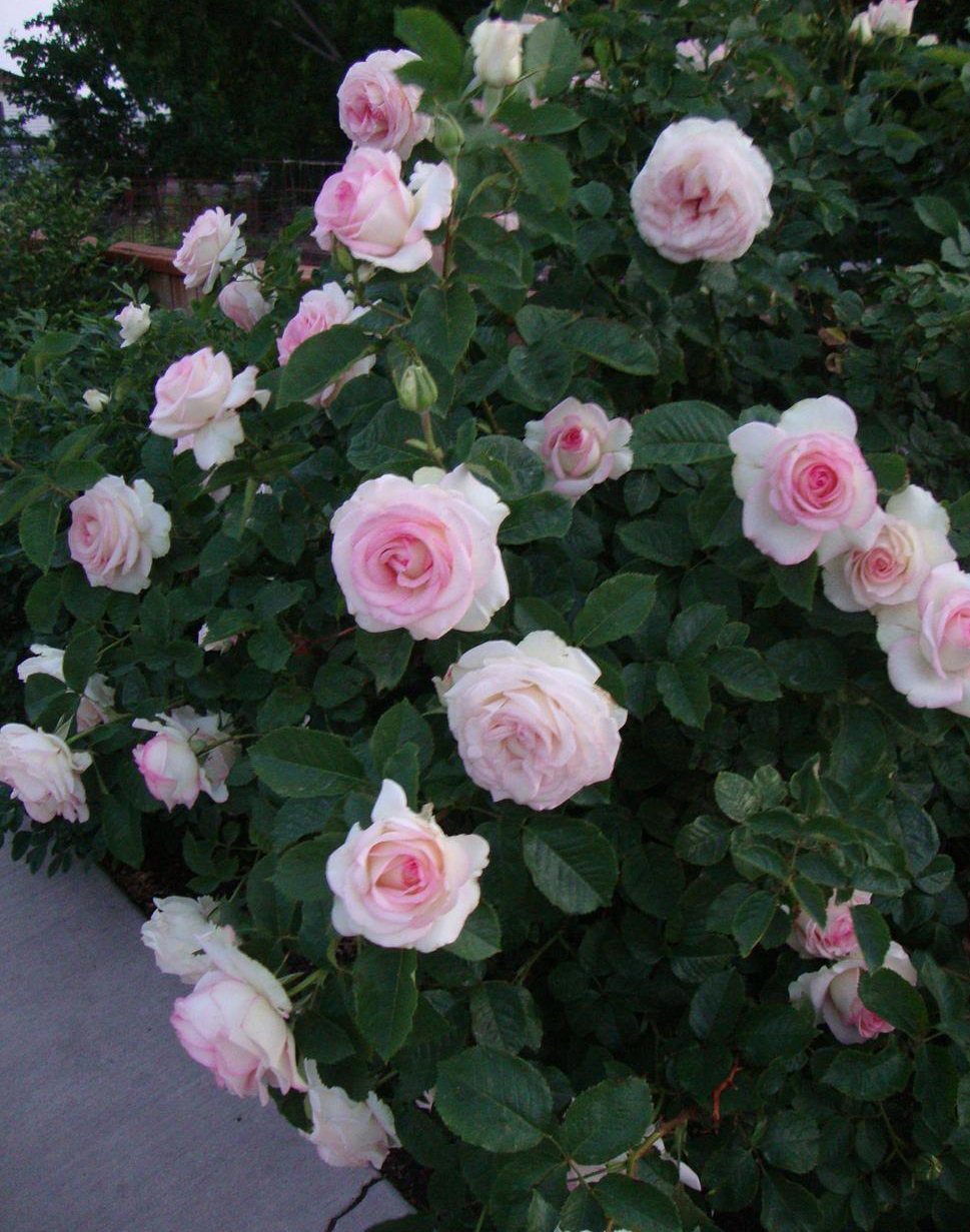 Hybrid tea roses