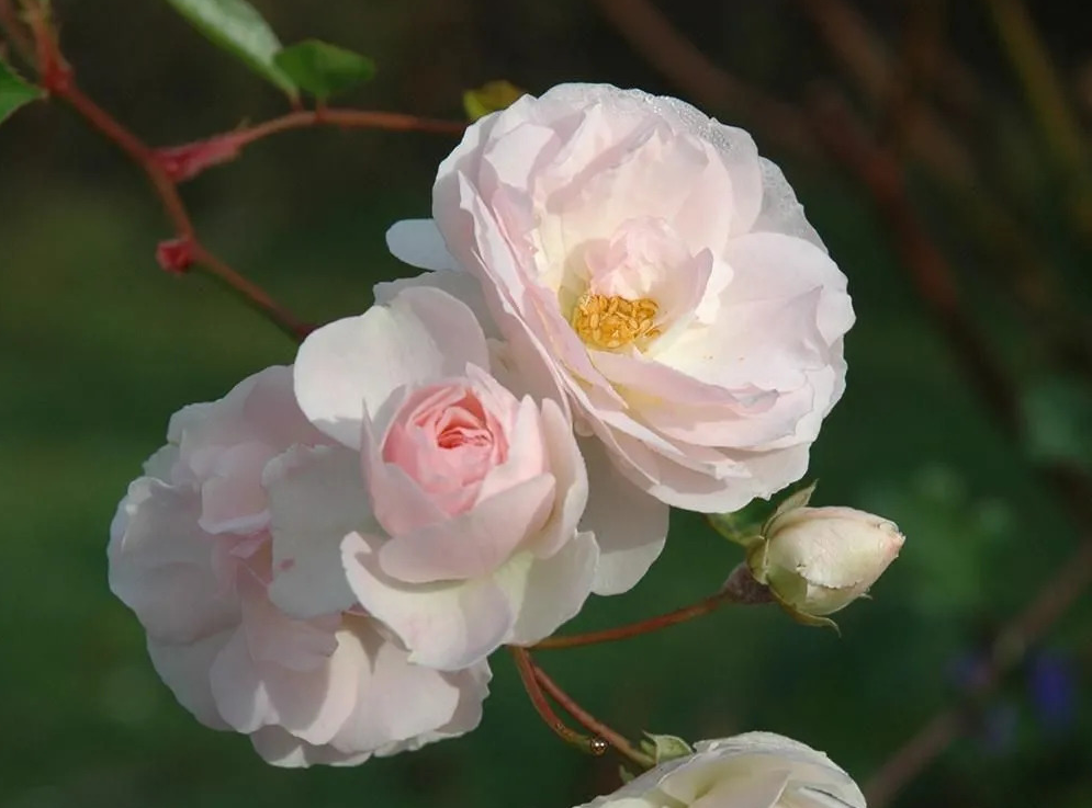 Polyantha roses