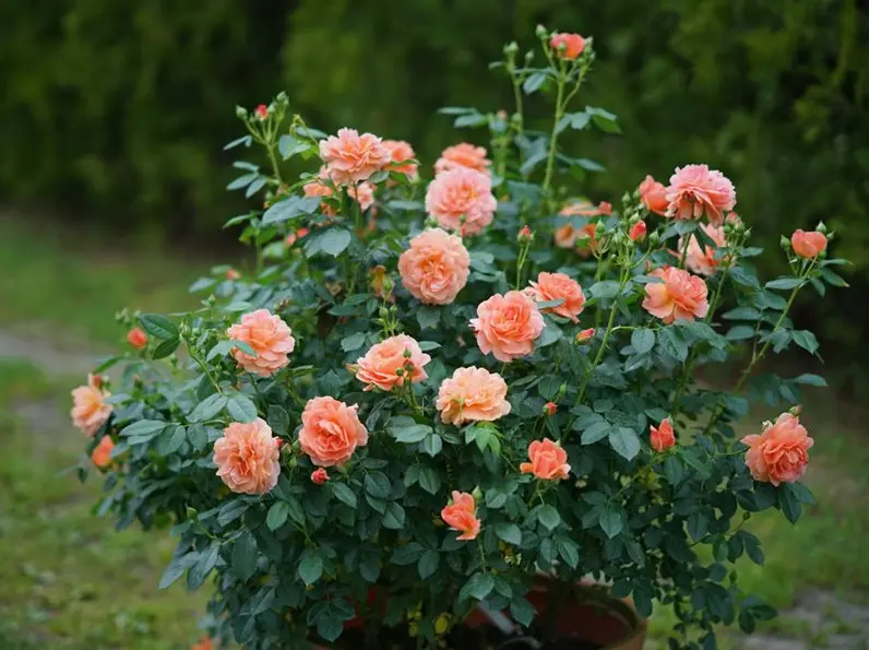 Shrub Roses